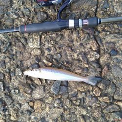 キスの50匹超え